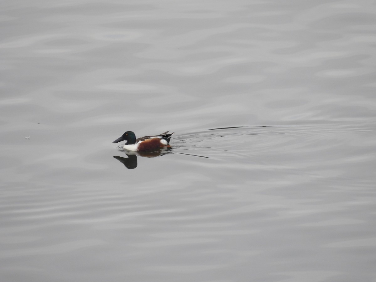 Mestolone - ML651257974