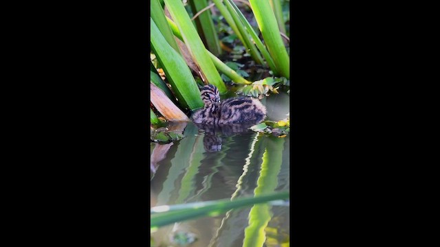 White-tufted Grebe - ML651258028