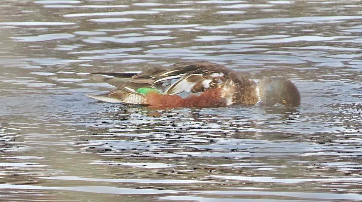 Mestolone - ML651258149