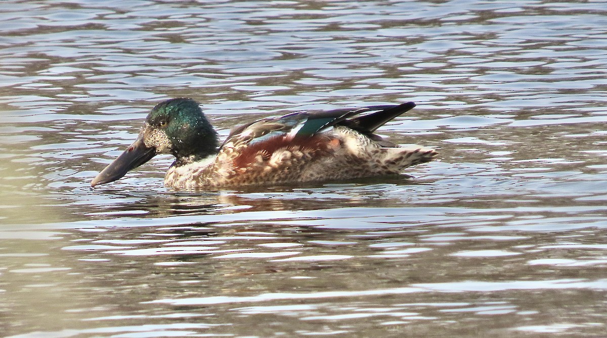 Mestolone - ML651258151