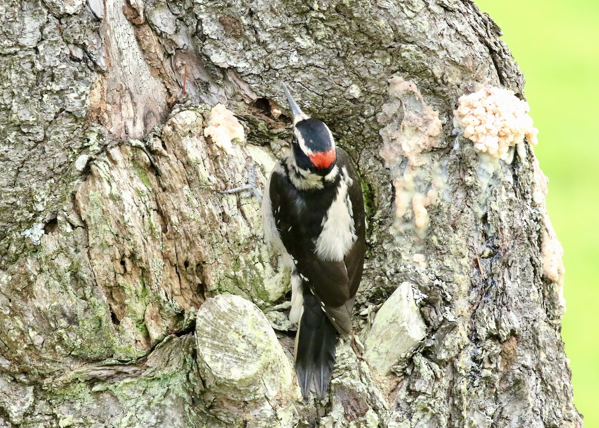 Hairy Woodpecker - ML651258189