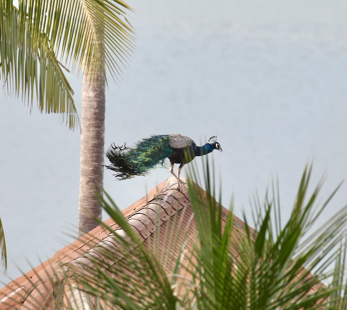 Indian Peafowl (Domestic type) - ML651258193