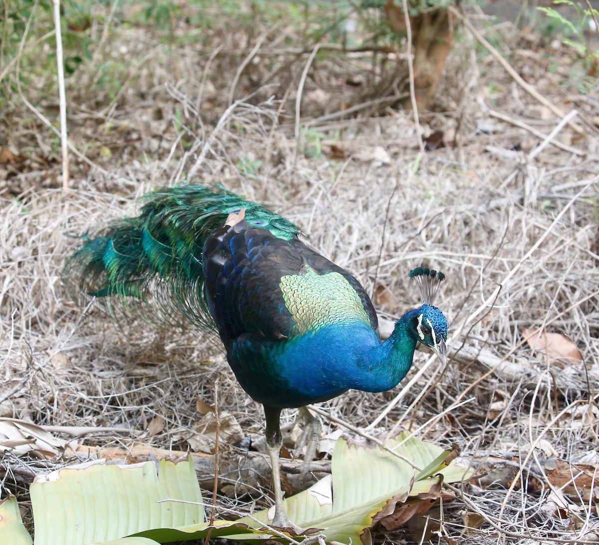 Indian Peafowl (Domestic type) - ML651258194