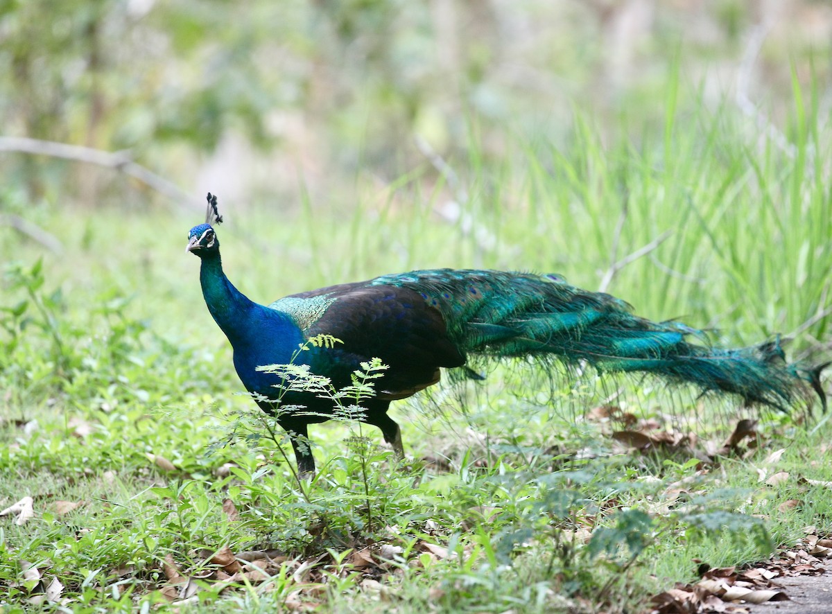 Indian Peafowl (Domestic type) - ML651258195
