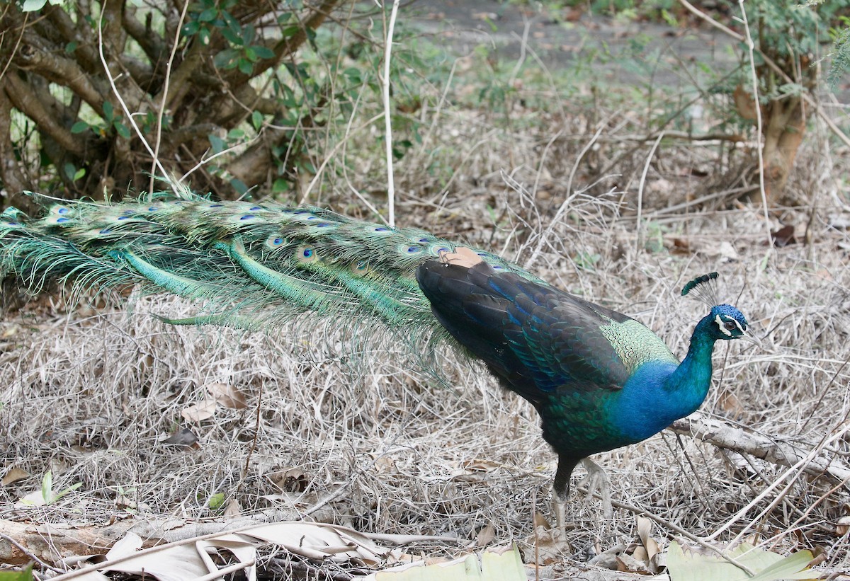 Indian Peafowl (Domestic type) - ML651258196