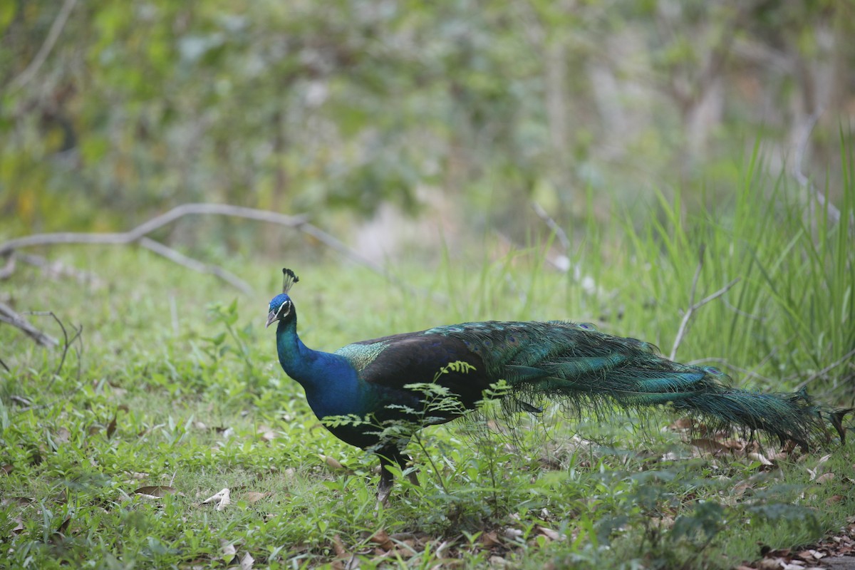 Indian Peafowl (Domestic type) - ML651258197