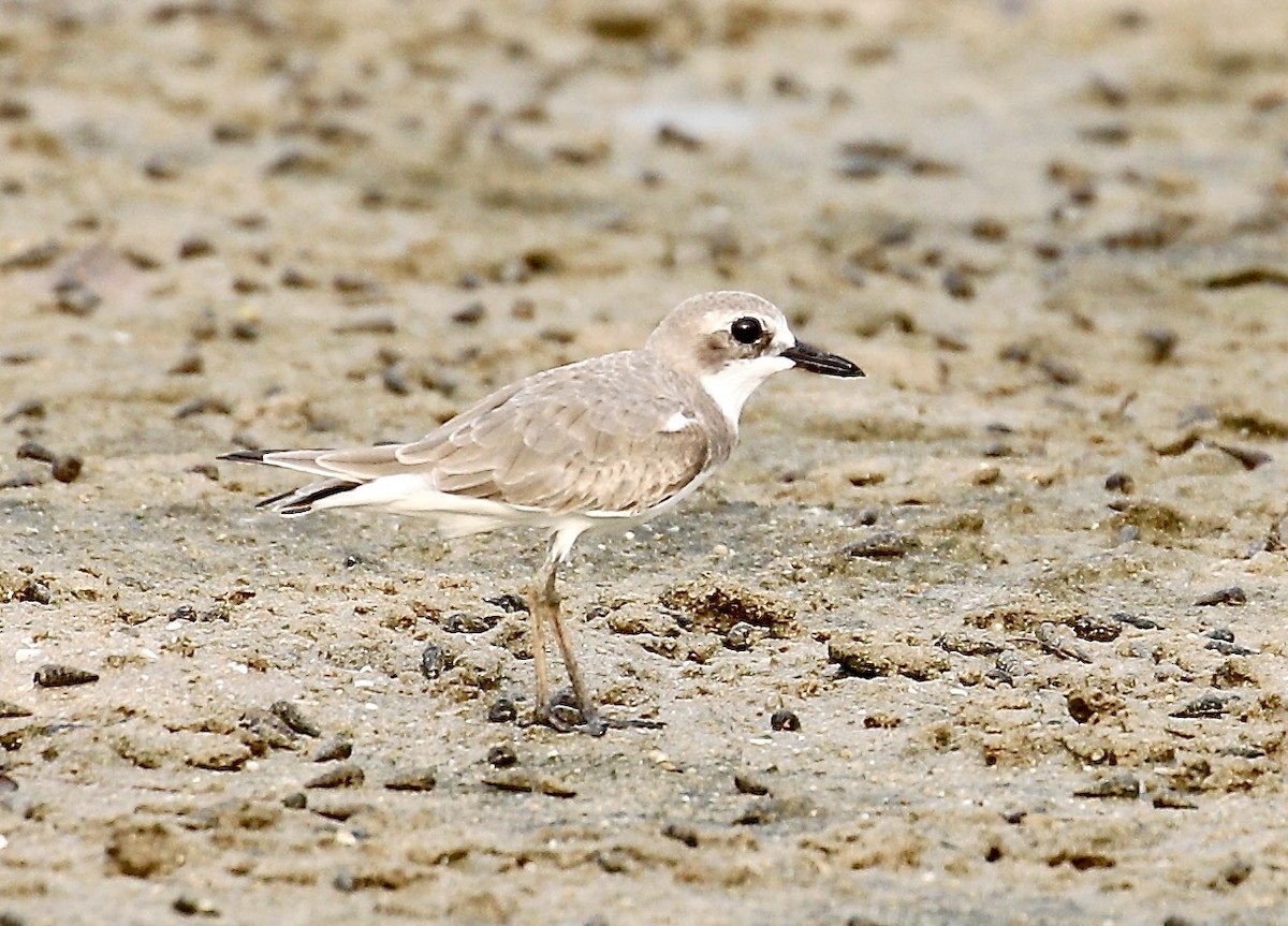 Greater Sand-Plover - ML651258219