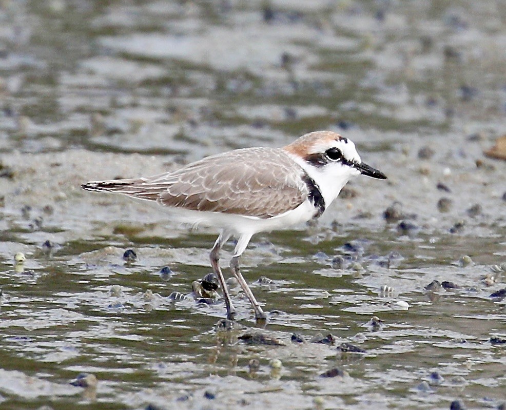 Kentish Plover - ML651258220