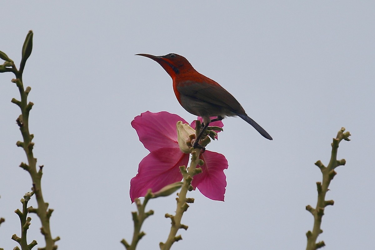 Crimson Sunbird - ML651258226