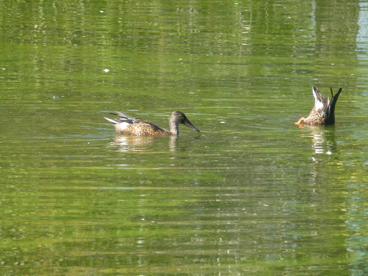 Mestolone - ML651258315