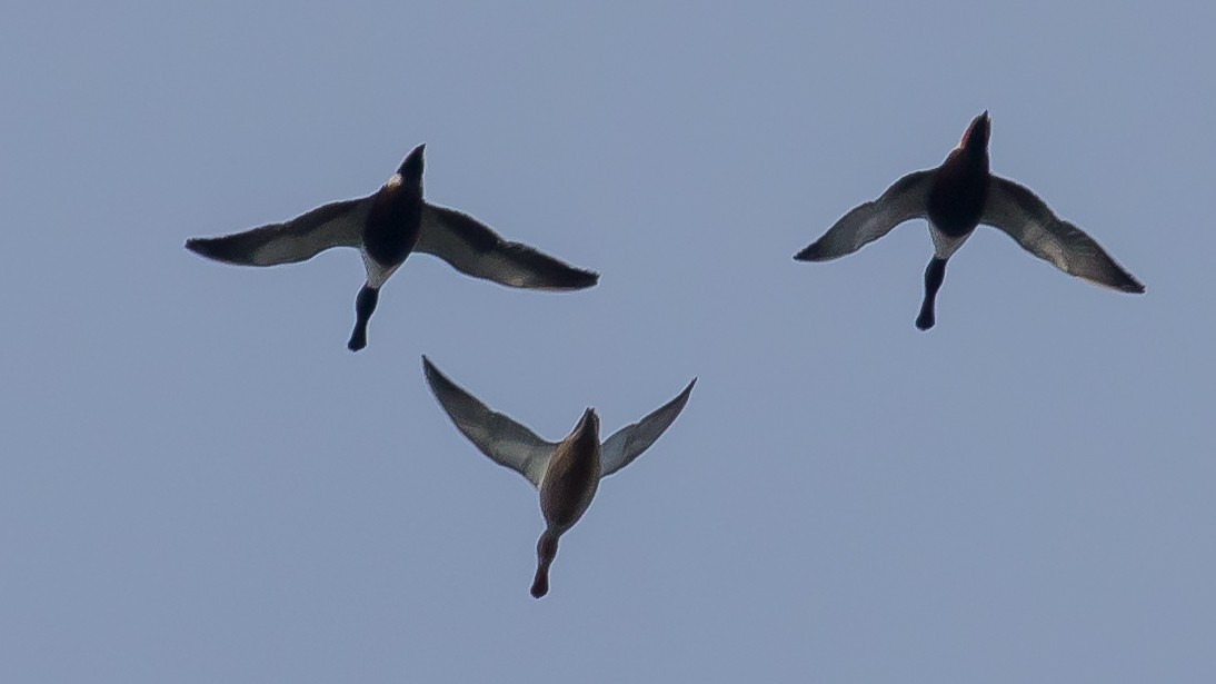 Mestolone - ML651258428