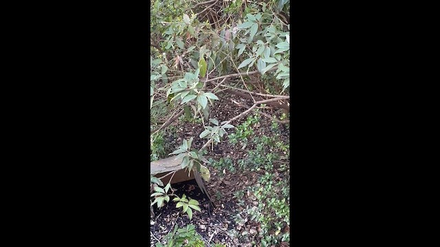 Банхар булжуухай - ML651258457