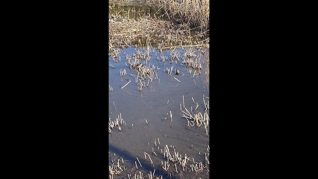 Шөвгөн хараалж - ML651258510