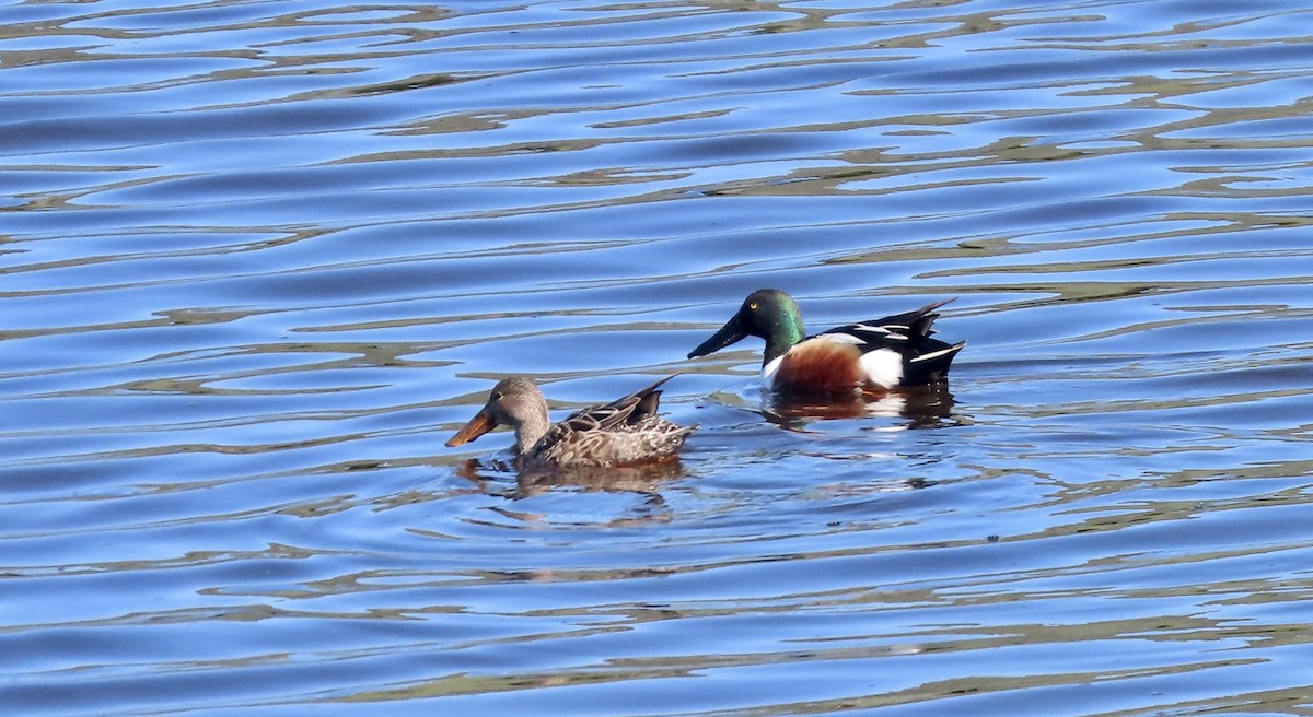 Mestolone - ML651258542