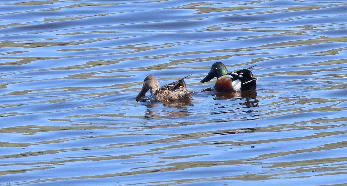 Mestolone - ML651258547