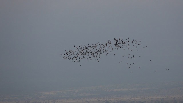 Yellow-throated Sandgrouse - ML651258667
