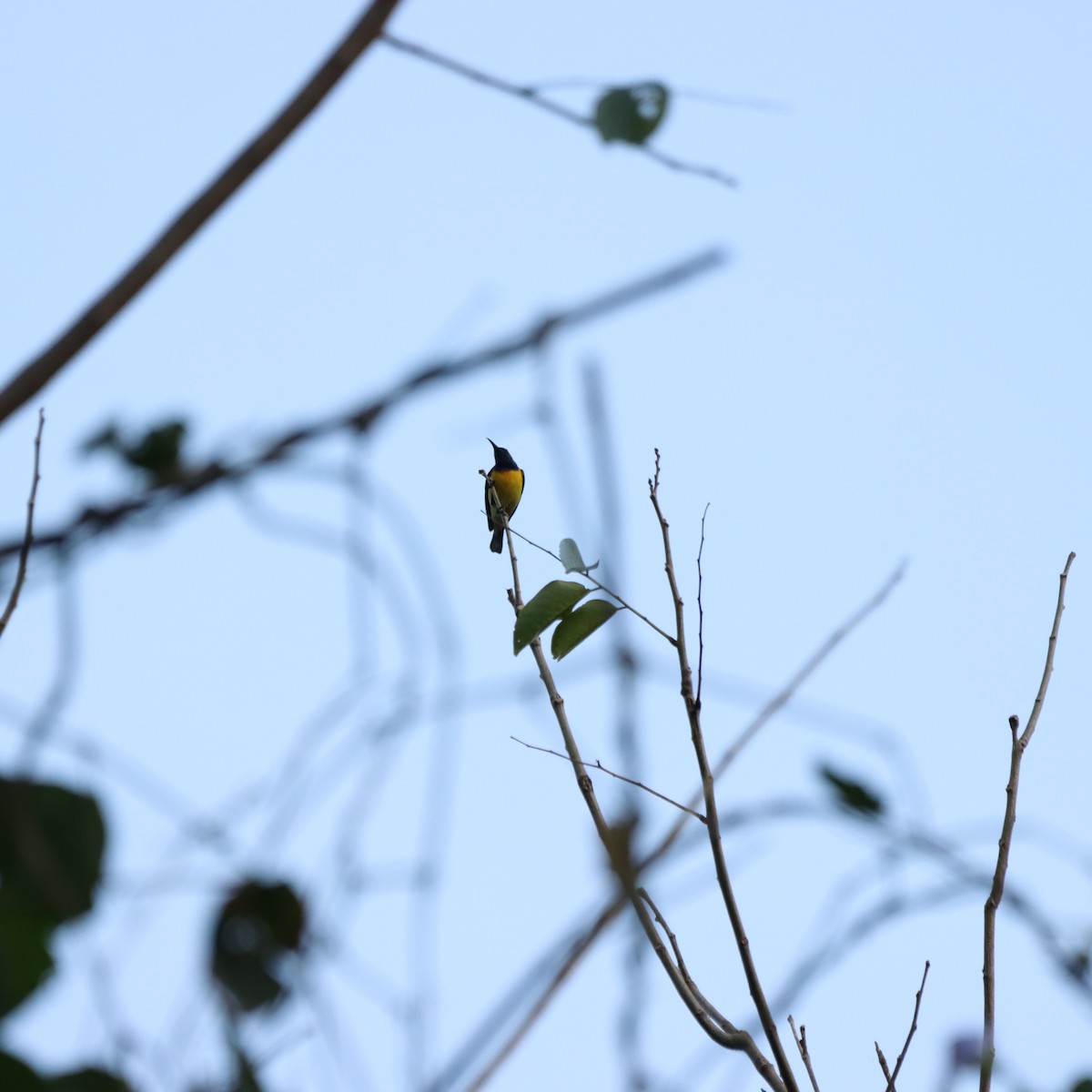 Garden Sunbird - ML651258966