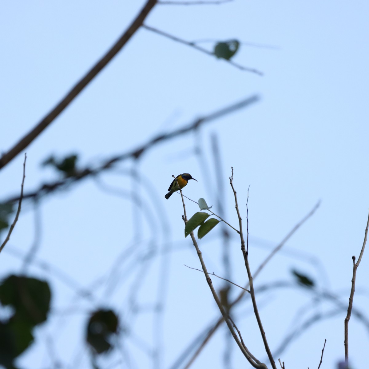 Garden Sunbird - ML651258969