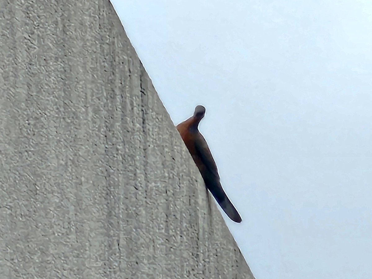 Spotted Dove - ML651258973