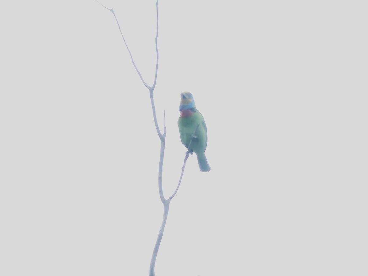 Taiwan Barbet - ML651258976