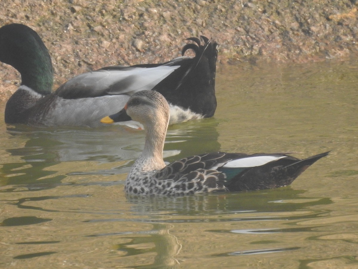 Indian Spot-billed Duck - ML651258977