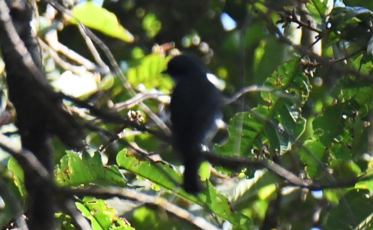 Black-naped Monarch - ML651258978