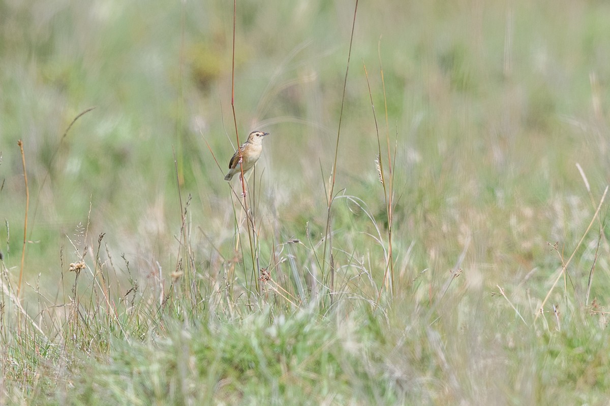 Wing-snapping Cisticola - ML651258979