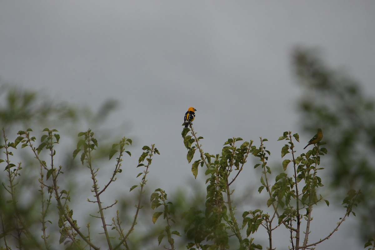 Golden Grosbeak - ML651258980