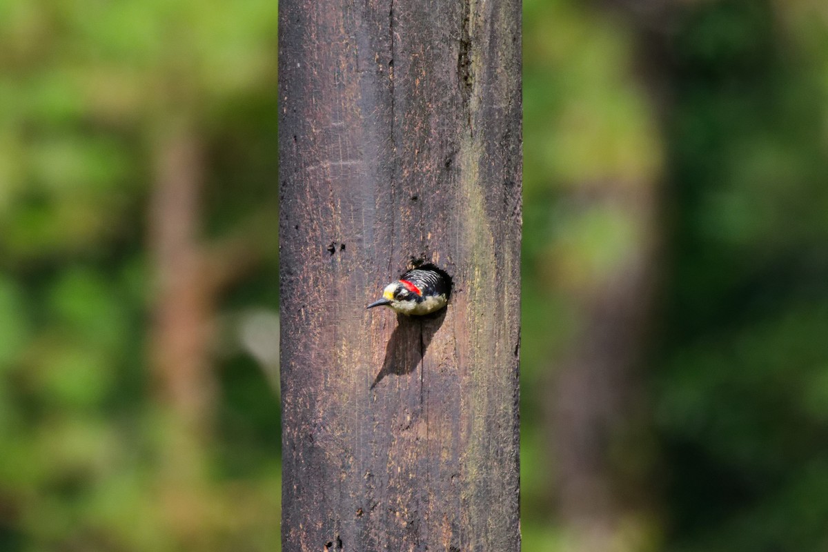 Black-cheeked Woodpecker - ML651258981