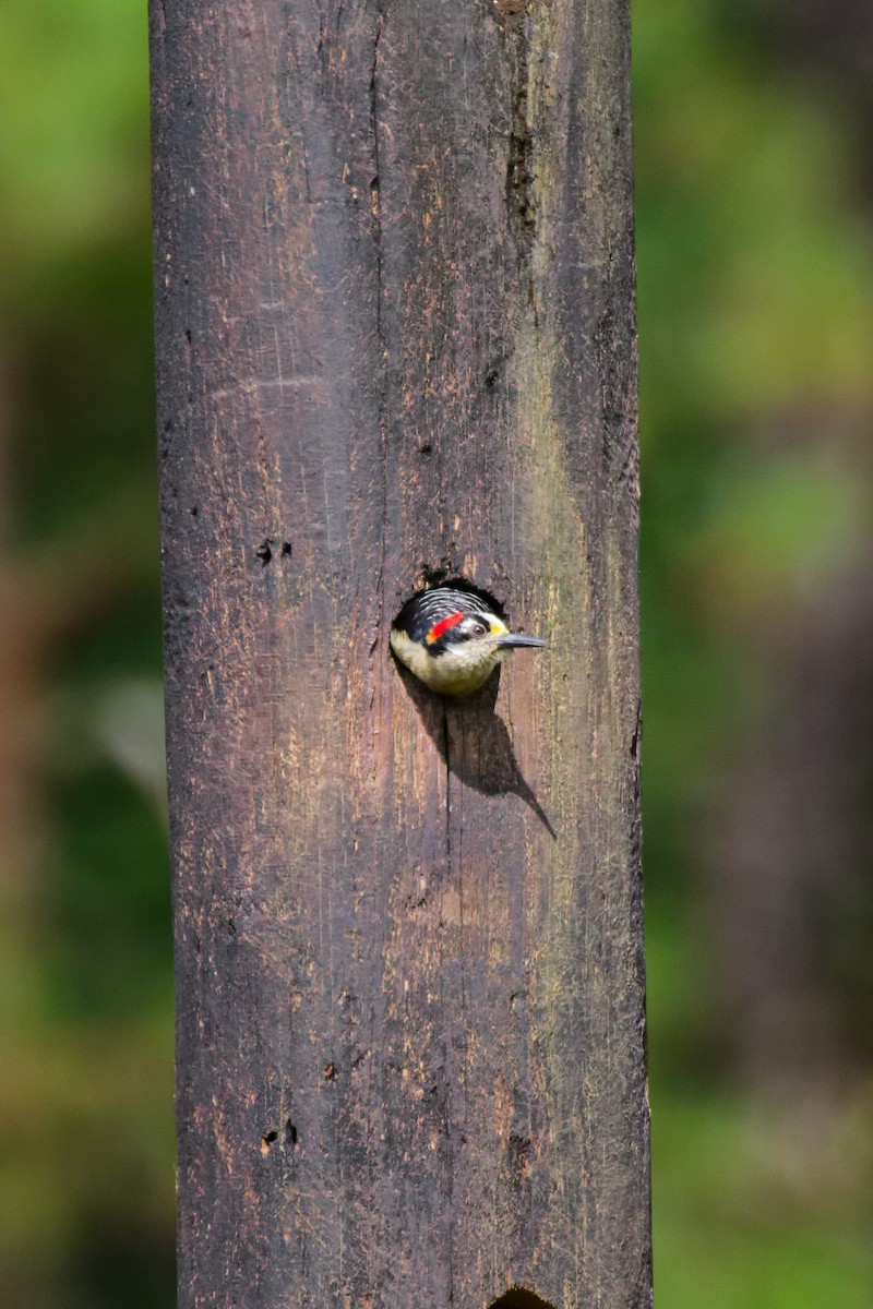 Black-cheeked Woodpecker - ML651258982
