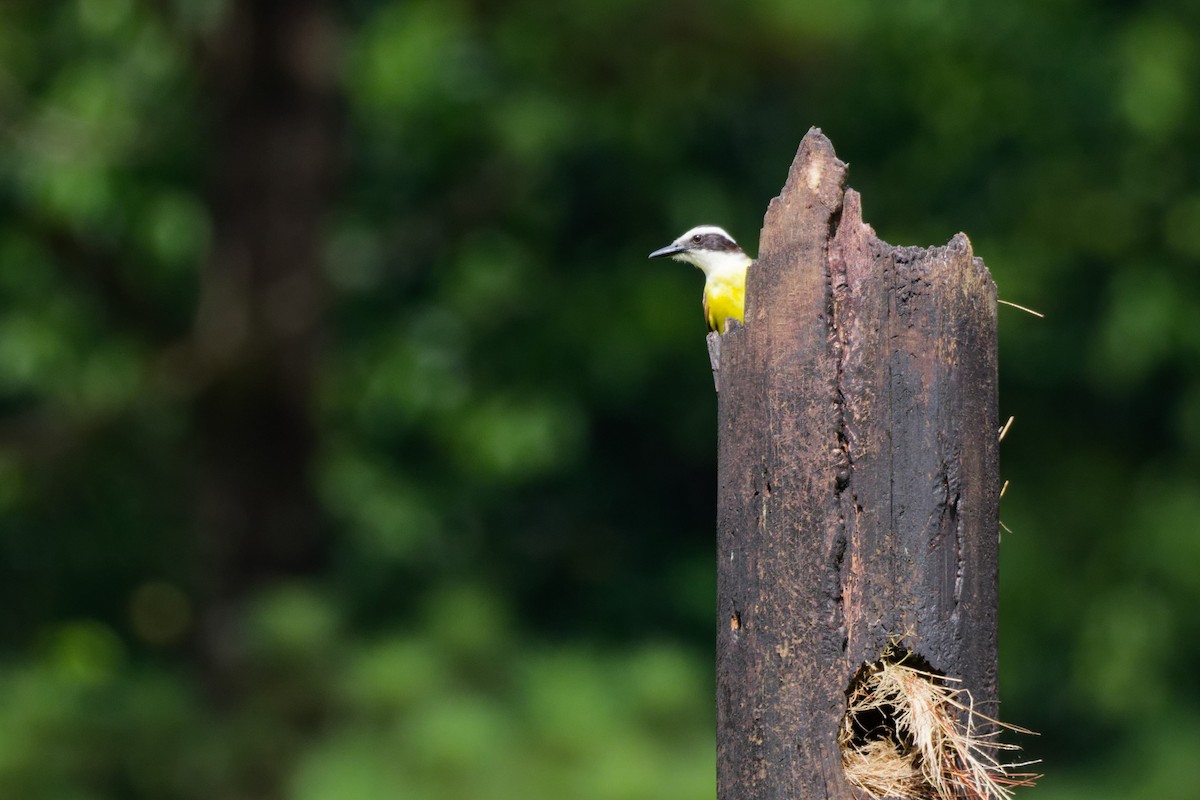 Great Kiskadee - ML651258984