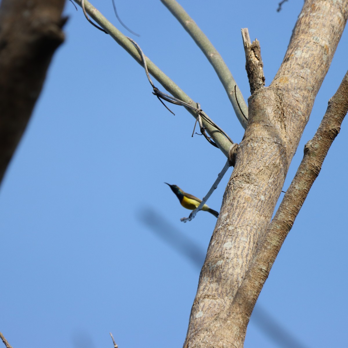 Garden Sunbird - ML651258985