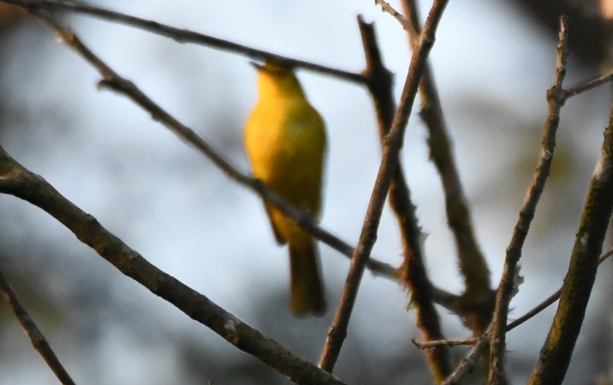 Yellow-browed Bulbul - ML651258986