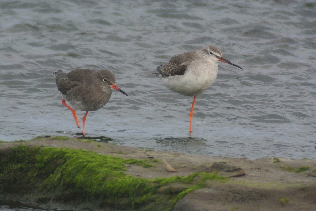 Spotted Redshank - ML651258987
