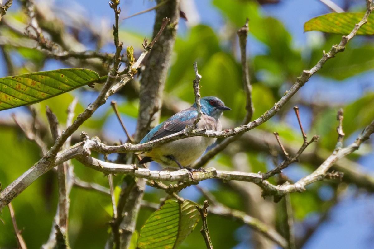 Scarlet-thighed Dacnis - ML651258988