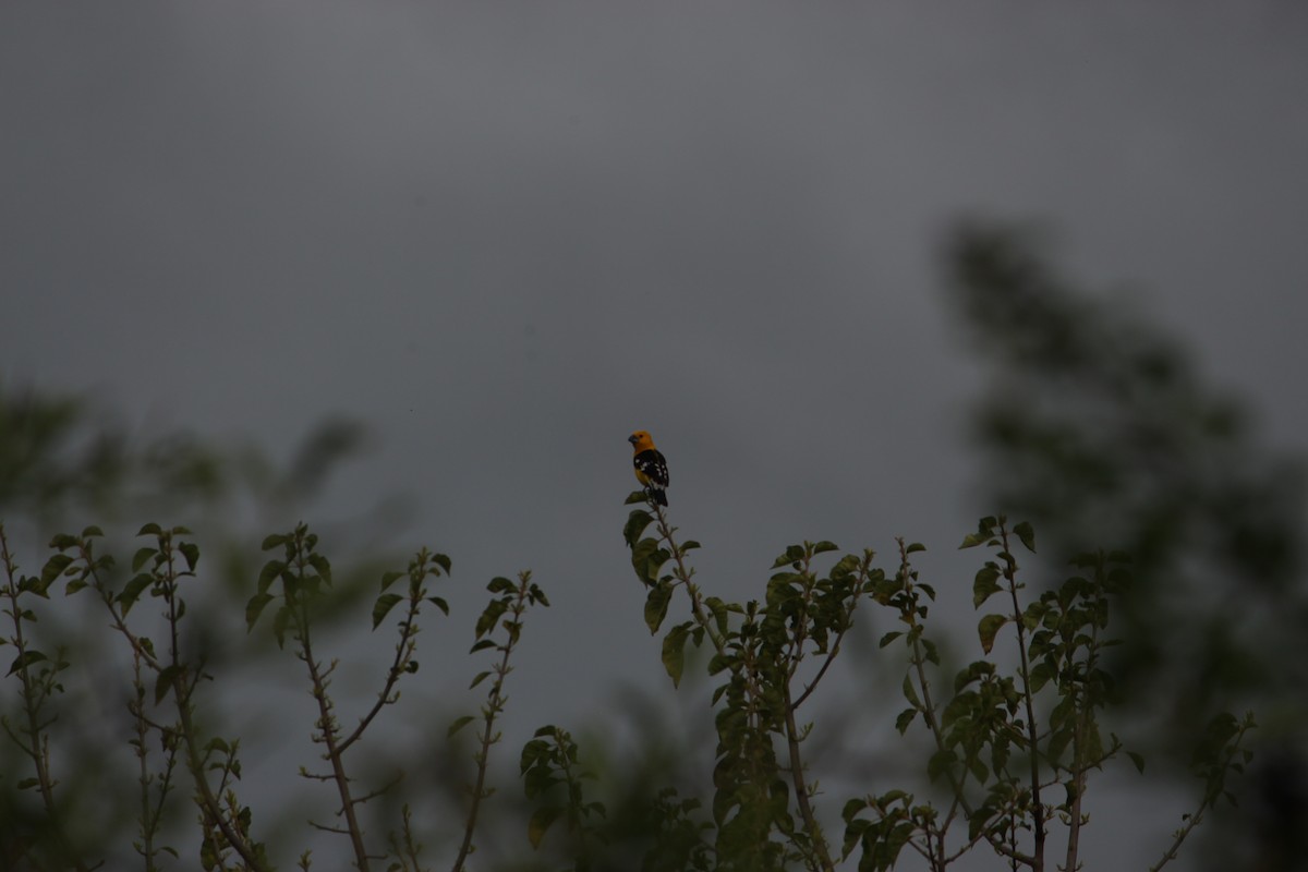Golden Grosbeak - ML651258989