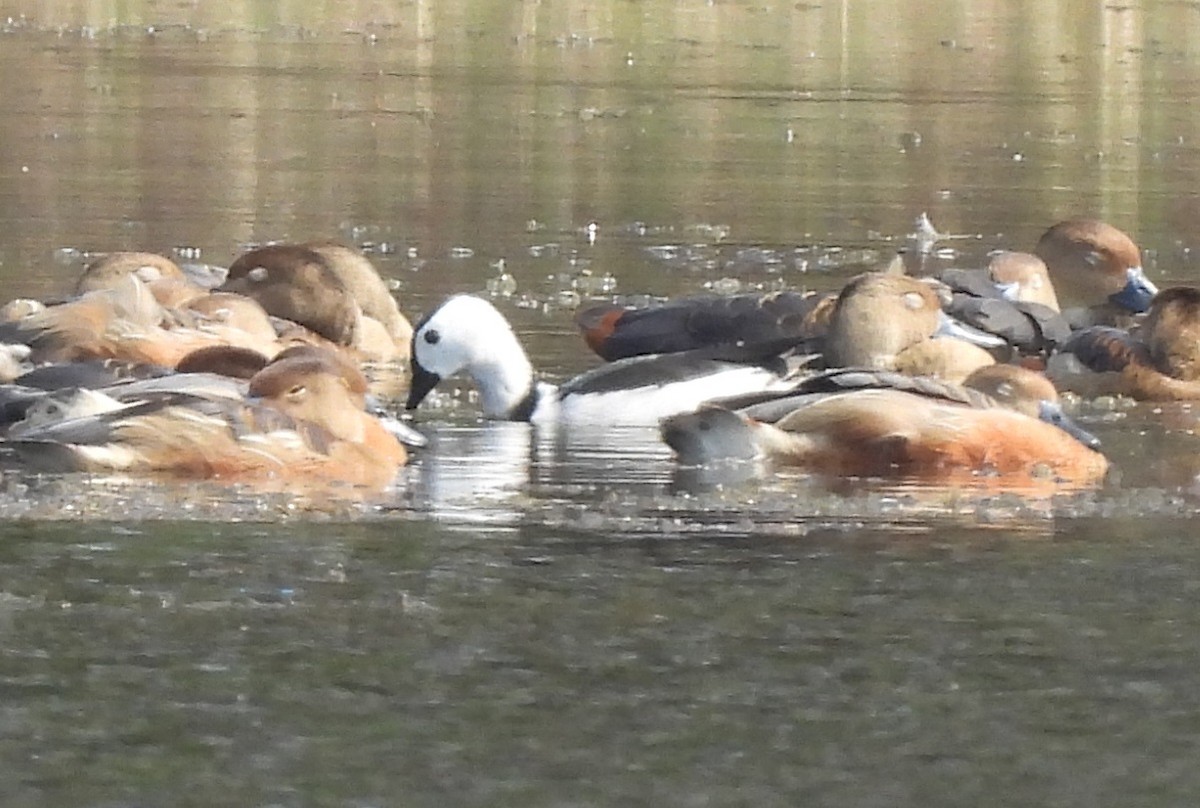 Cotton Pygmy-Goose - ML651258990