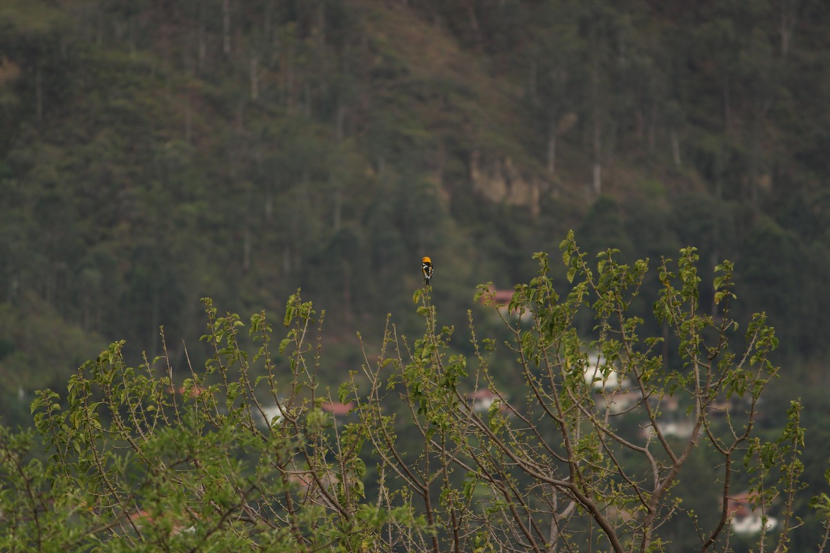 Golden Grosbeak - ML651258994