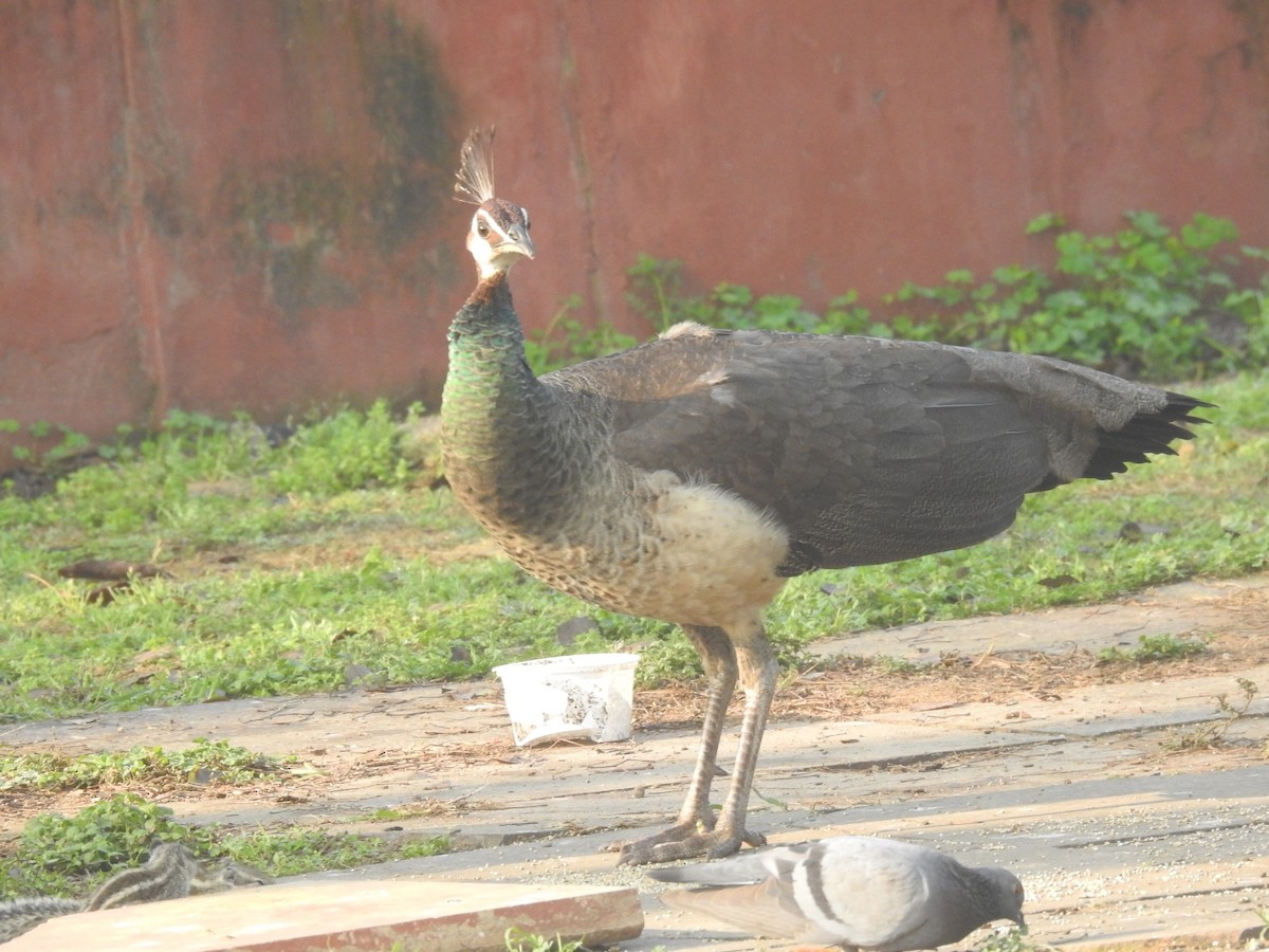 Indian Peafowl - ML651258996