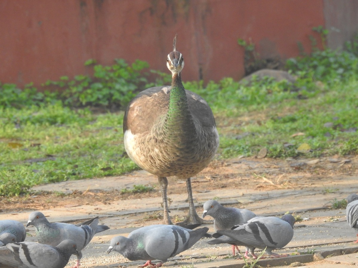 Indian Peafowl - ML651258997