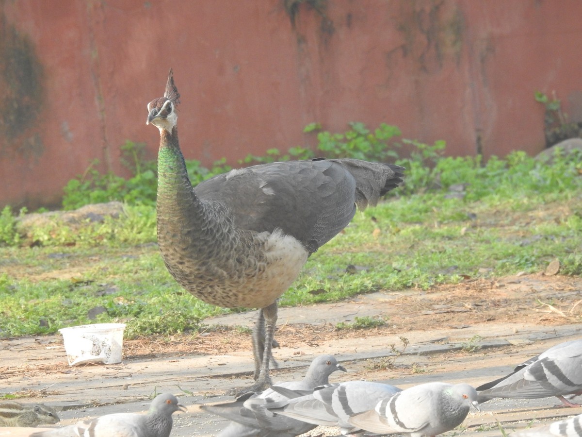 Indian Peafowl - ML651258998