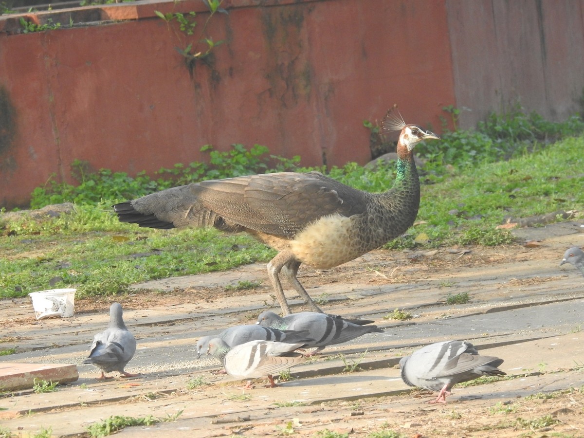 Indian Peafowl - ML651258999