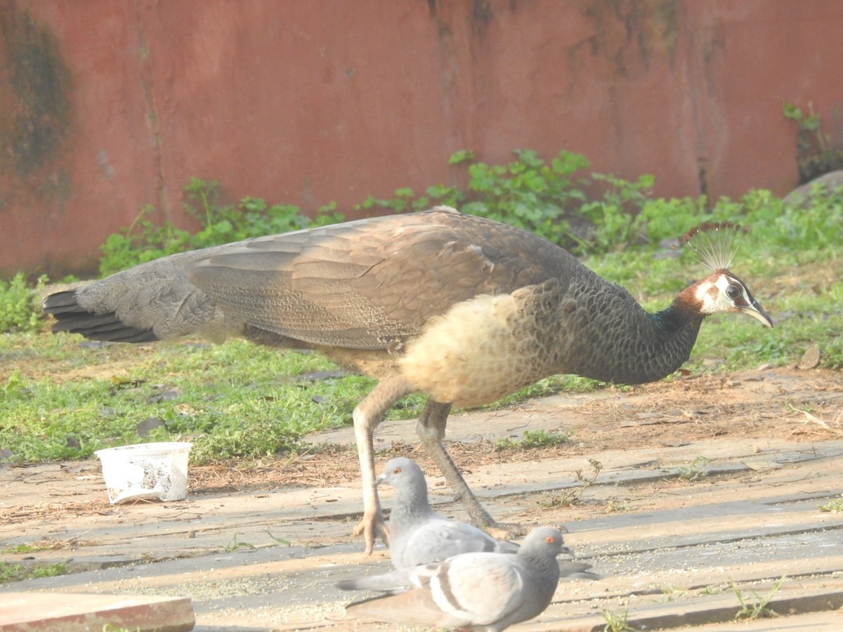 Indian Peafowl - ML651259000