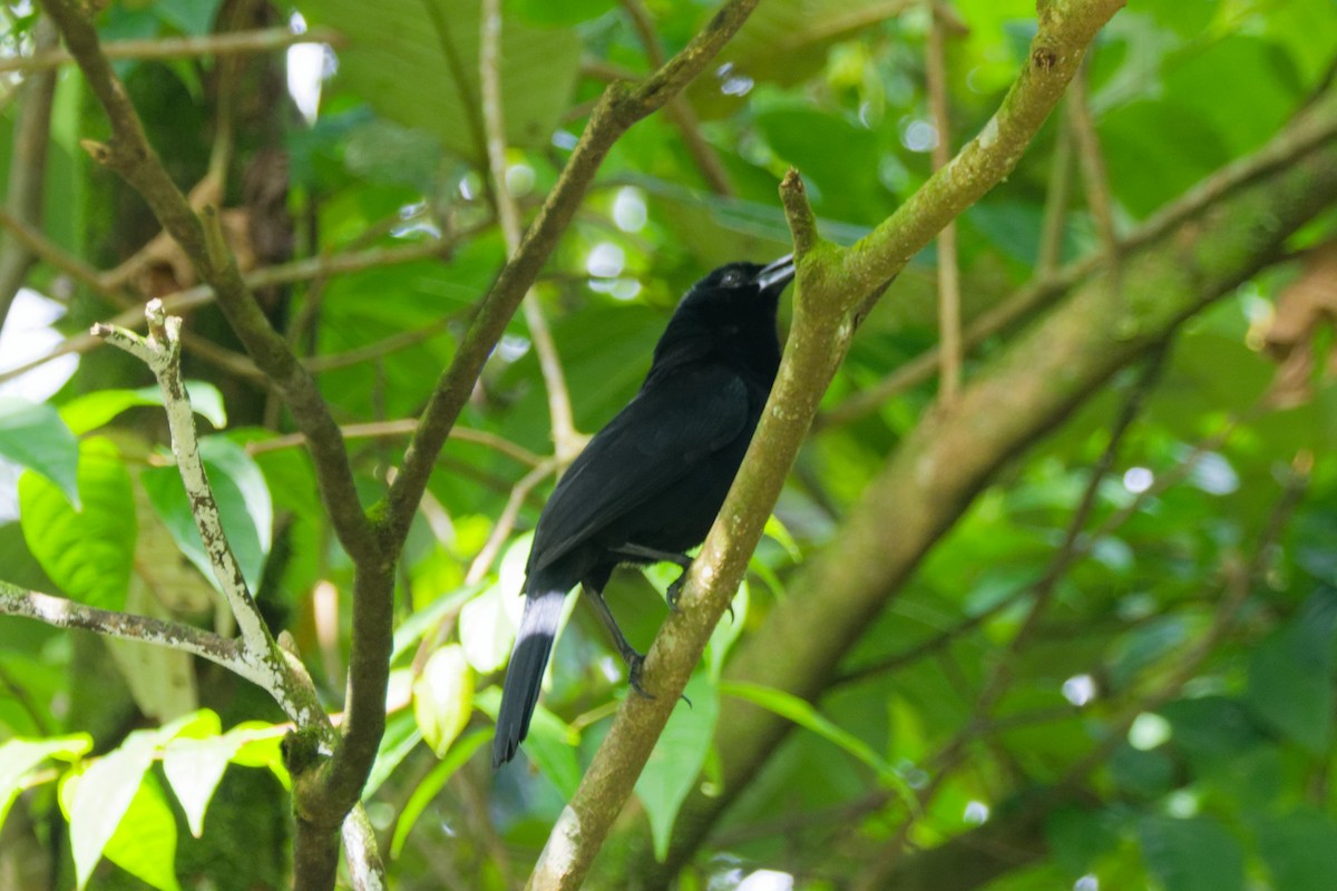 Melodious Blackbird - ML651259001