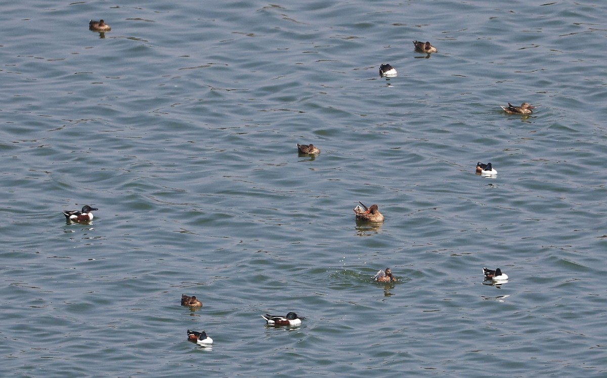 Mestolone - ML651259052