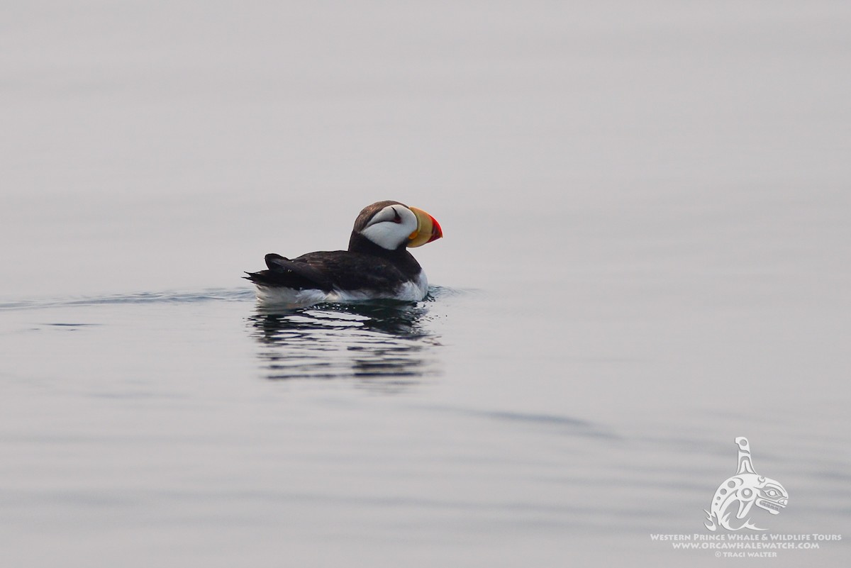 Horned Puffin - ML65125911