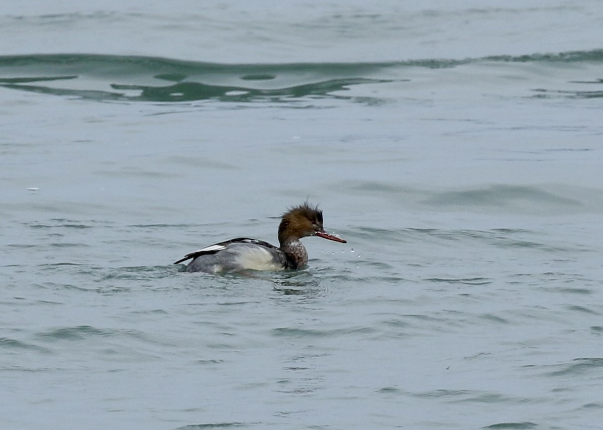 Red-breasted Merganser - ML651259286