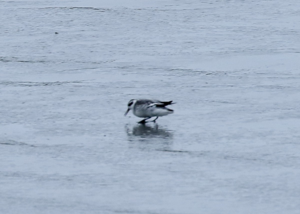 Red Phalarope - ML651259295