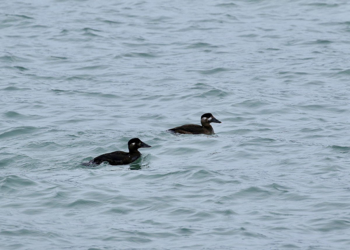 Surf Scoter - ML651259457