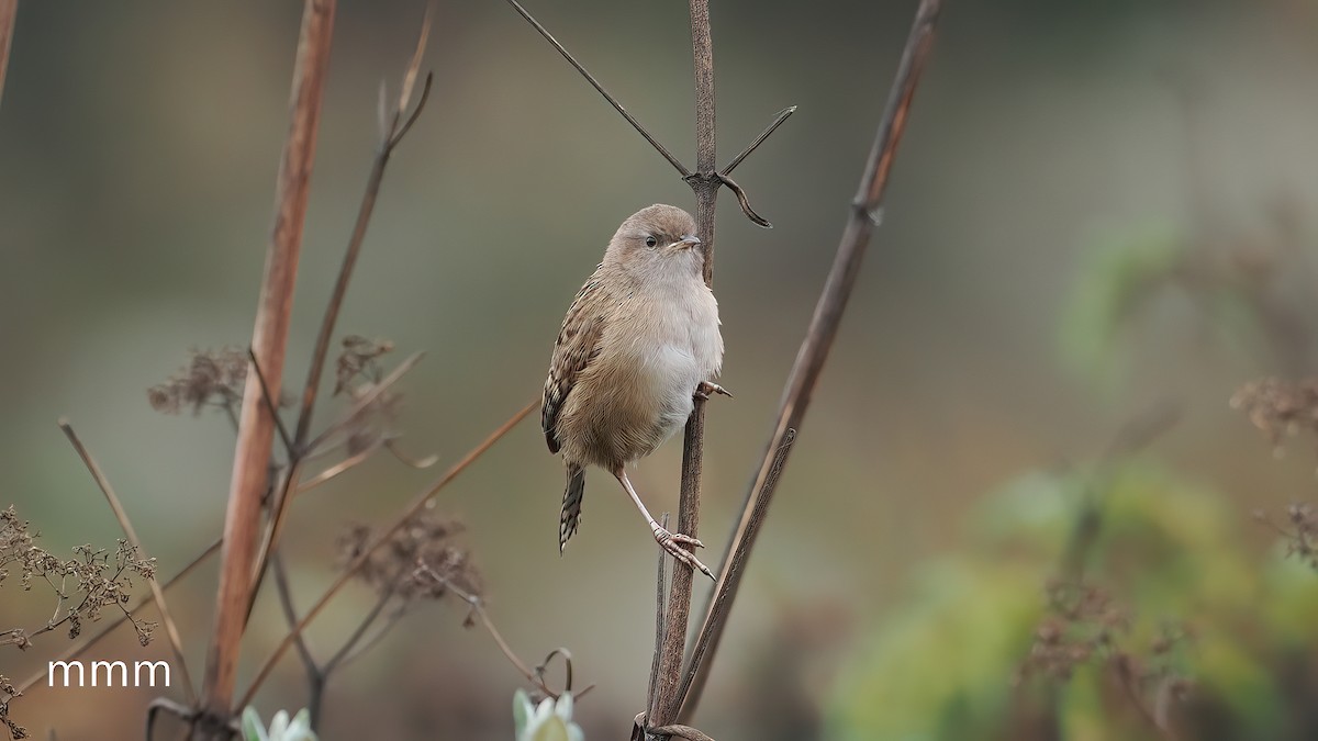 Troglodyte d'Apolinar - ML651259941